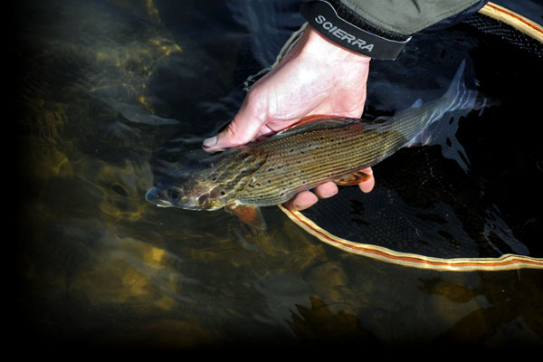 Fly-fish-guide - Fly fishing tuition on the Wye